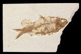 Bargain, Fossil Fish (Knightia) - Wyoming #89163-1